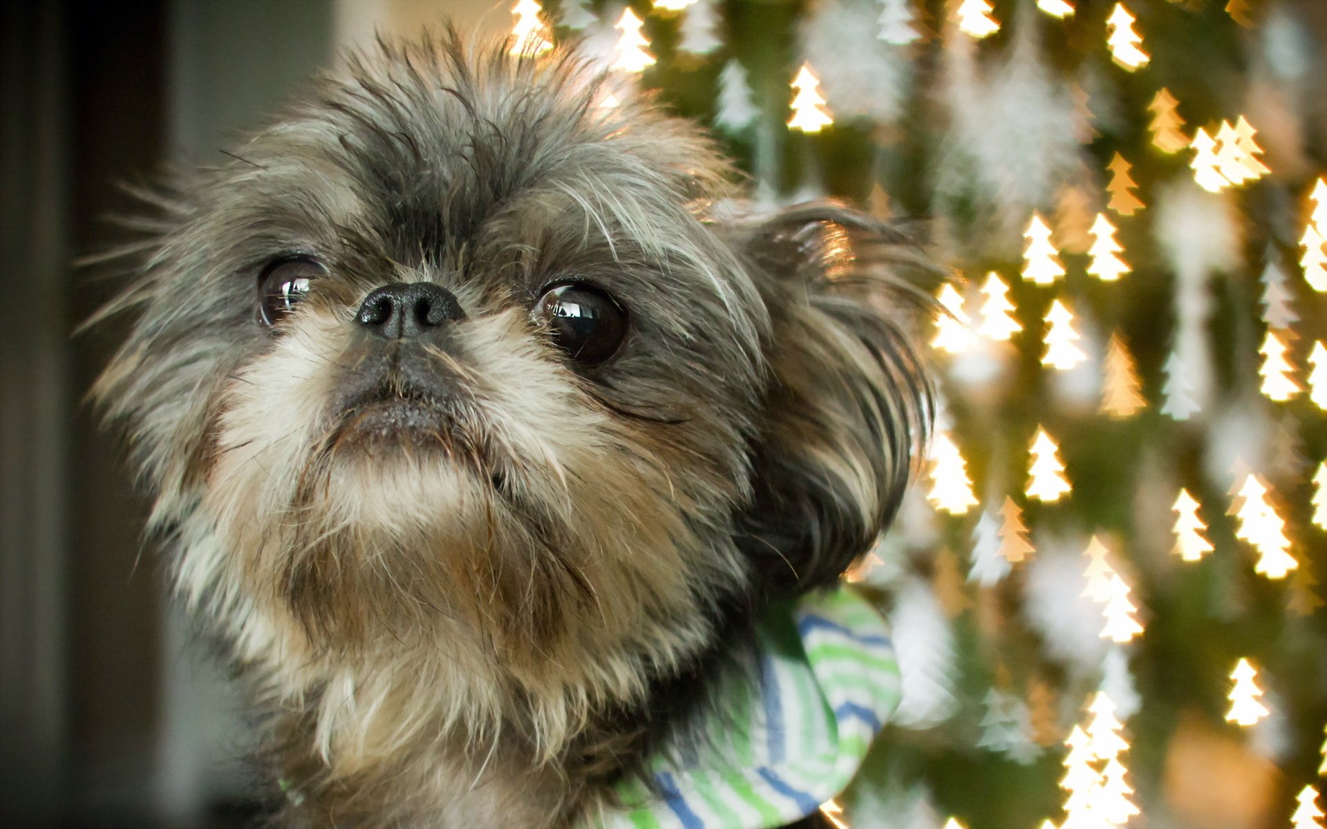 hund blick hintergrund