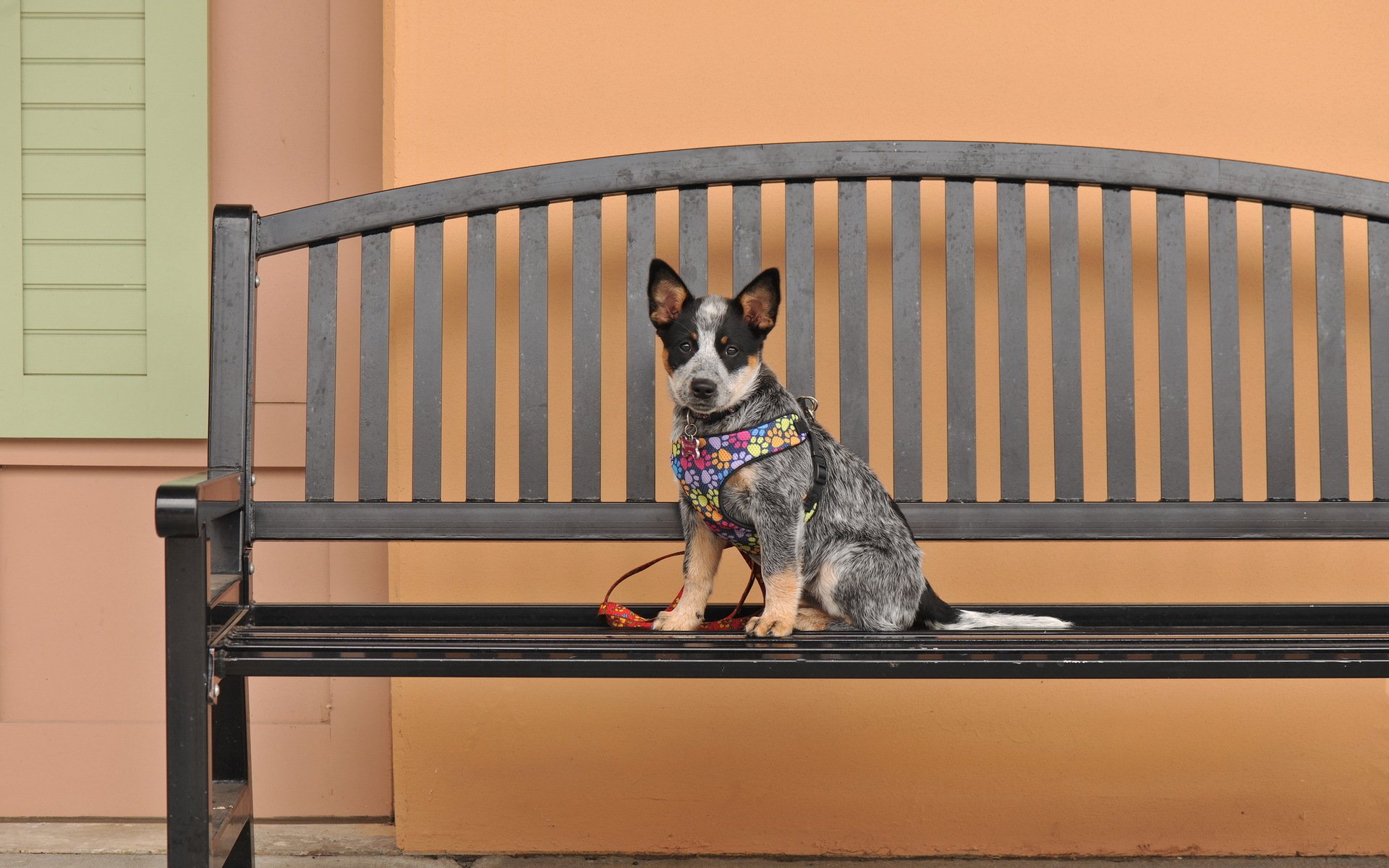 hund blick freund bank