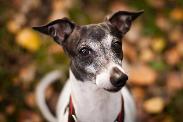 Hund geht im Herbst am Park spazieren