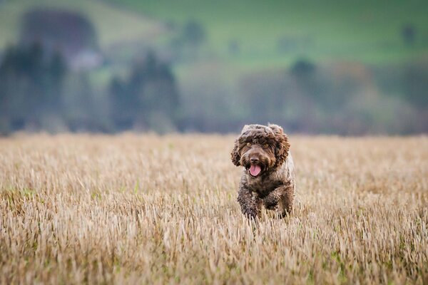Joggen während eines Spaziergangs über das Feld
