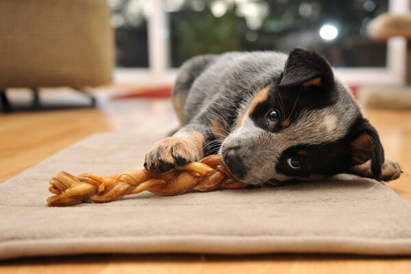 Welpe mit schönen Augen