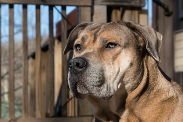 Ein treuer Hund. ein hund bewacht das Haus