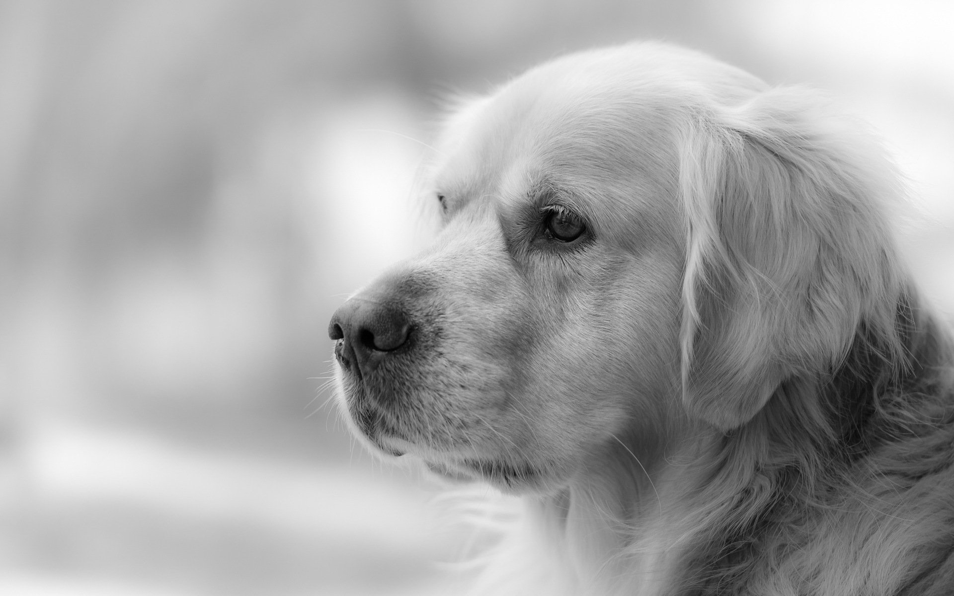 hund blick freund golden retriever