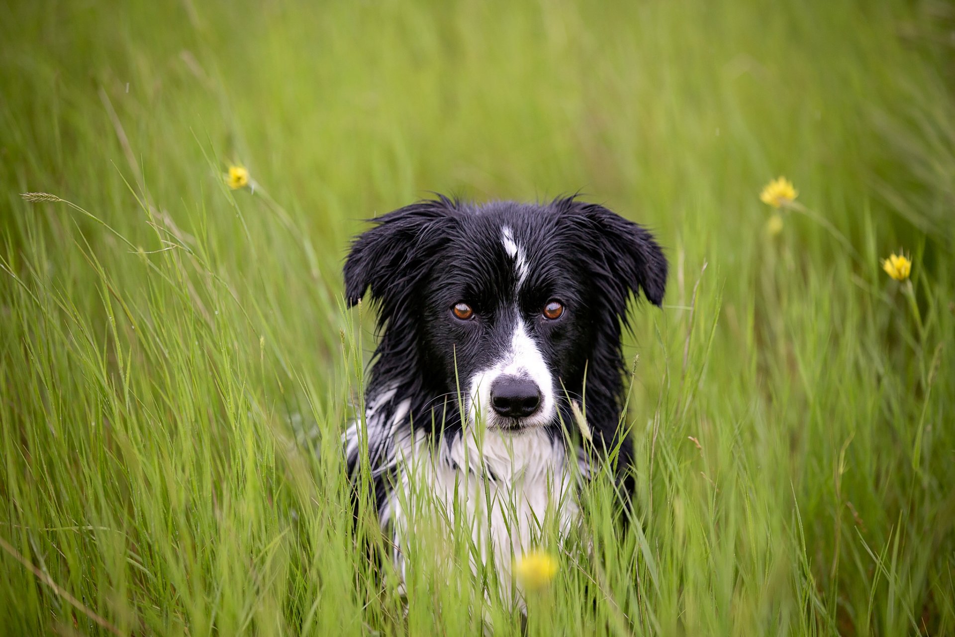 freund blick gras hund