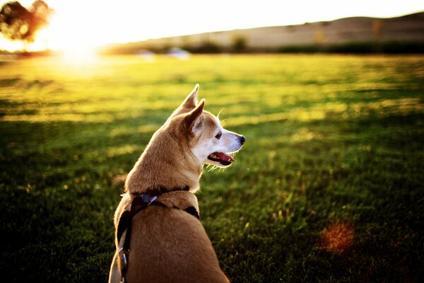 Vor dem Hintergrund des Sonnenuntergangs ein gehender Hund
