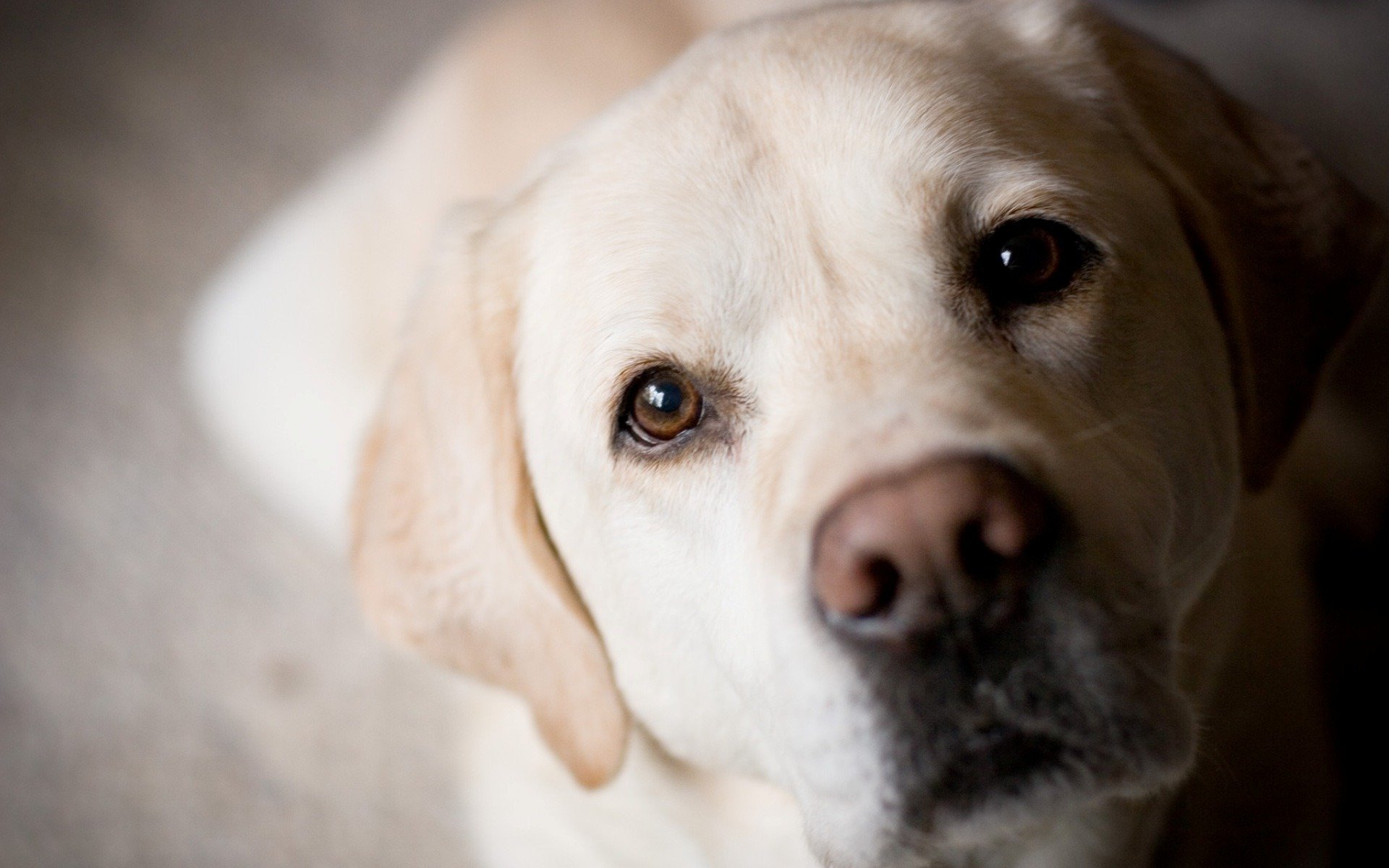 hund golden labrador retriever schnauze augen nase