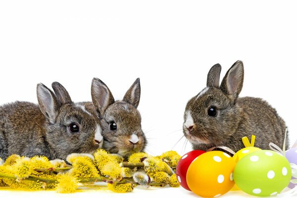 Drei Kaninchen neben farbigen Ostereiern