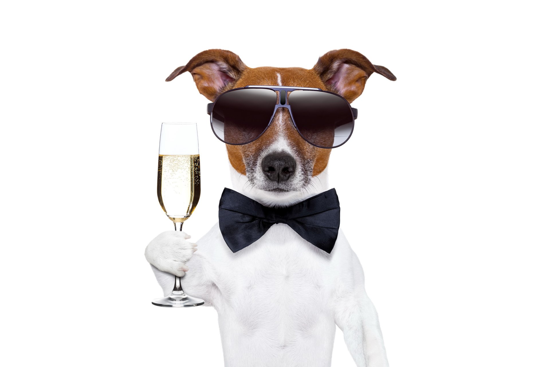 glücklich neujahr champagner hund weinglas brille