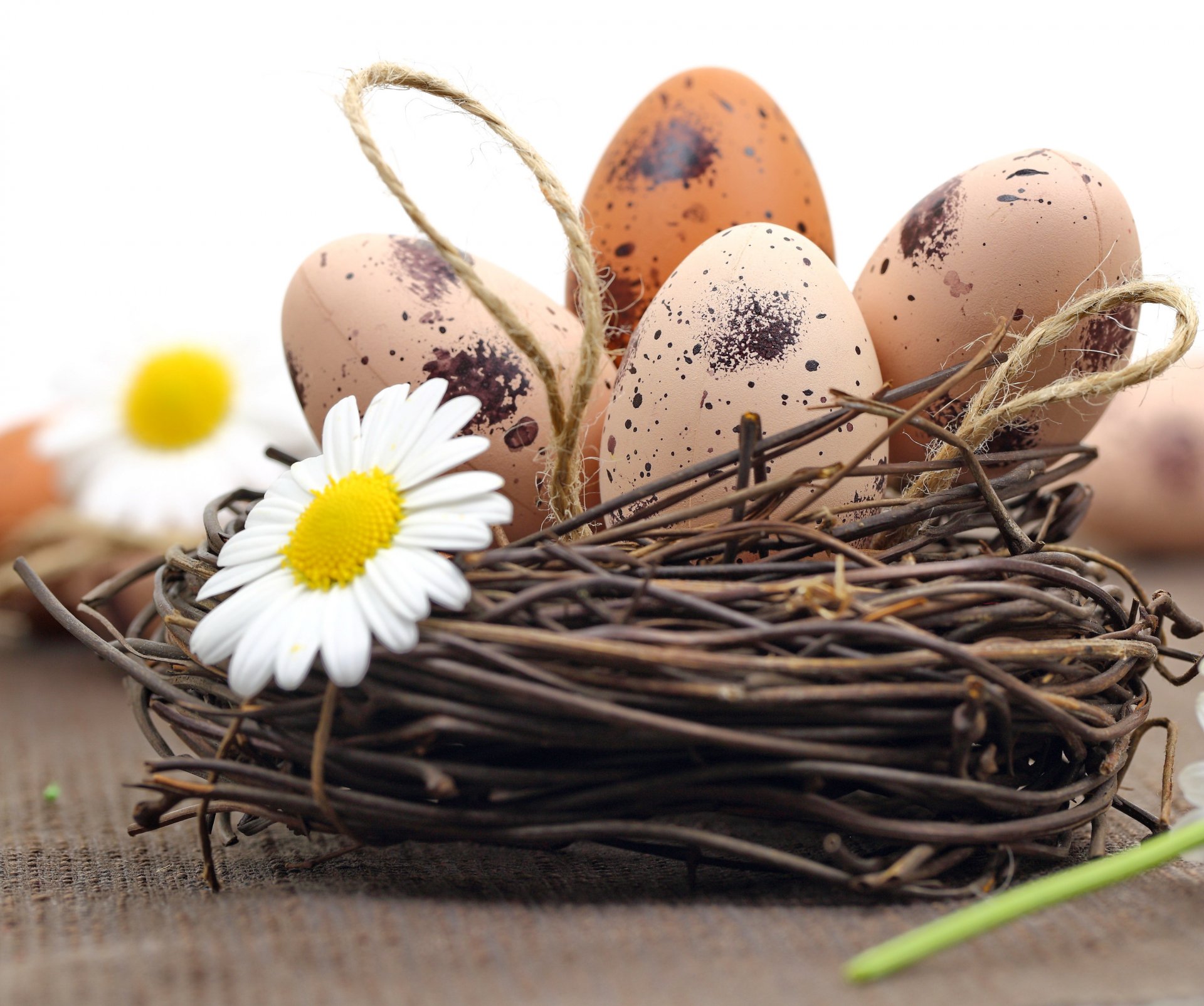 ostern eier nest blumen gänseblümchen