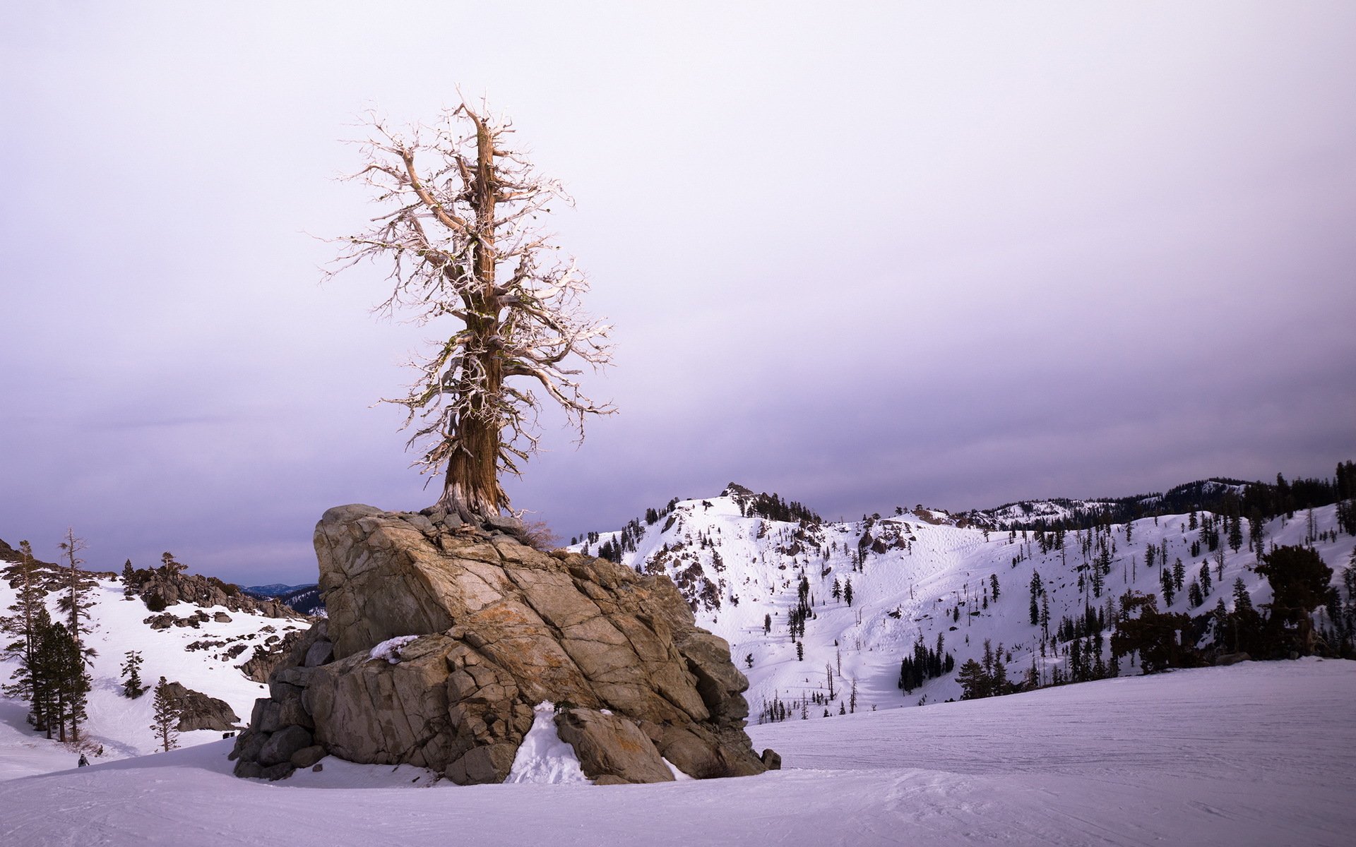 winter baum landschaft