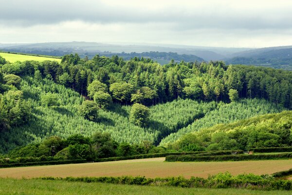 Foto Landschaft Natur Wald Hügel