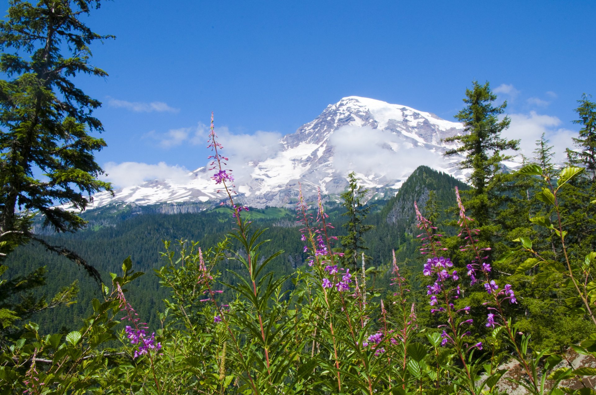 mount rainier mount rainier nationalpark blumen wald berge