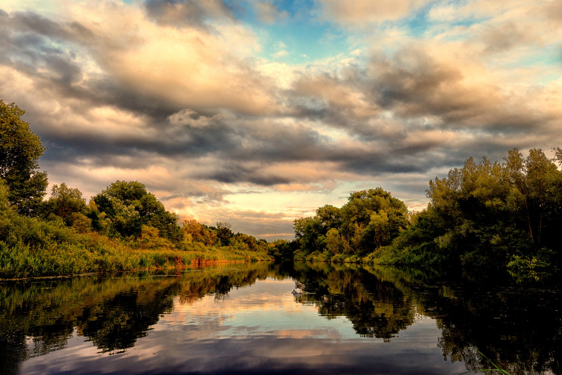 wald see schwan reflexion sommer