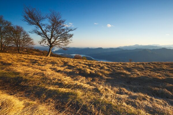 Berglandschaft mit Bäumen auf dem Rasen