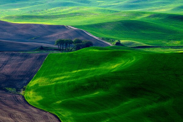 Gras auf dem Feld als Teppich im Frühling