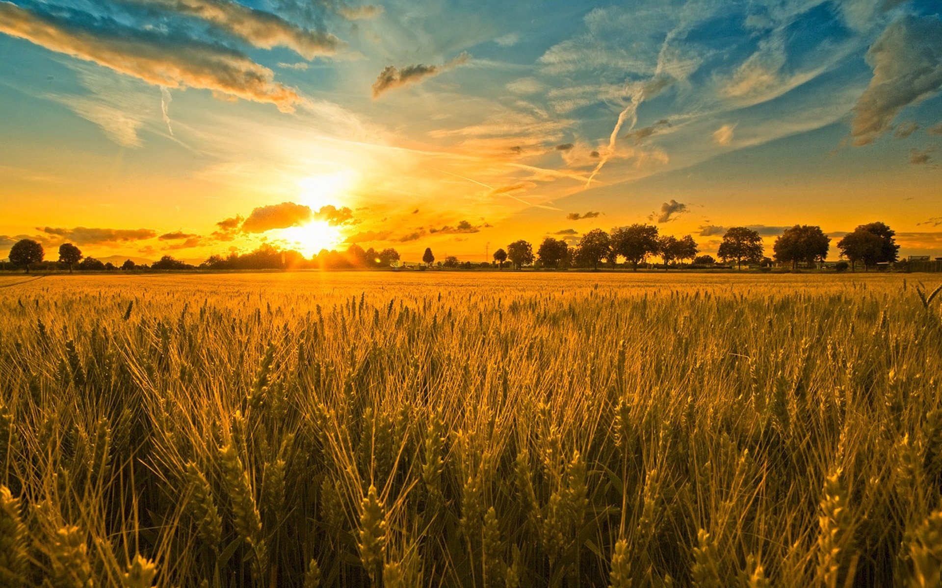 feld ohren bäume sonnenuntergang himmel wolken