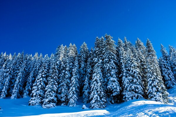 Winterlandschaft mit schneebedeckten Bäumen