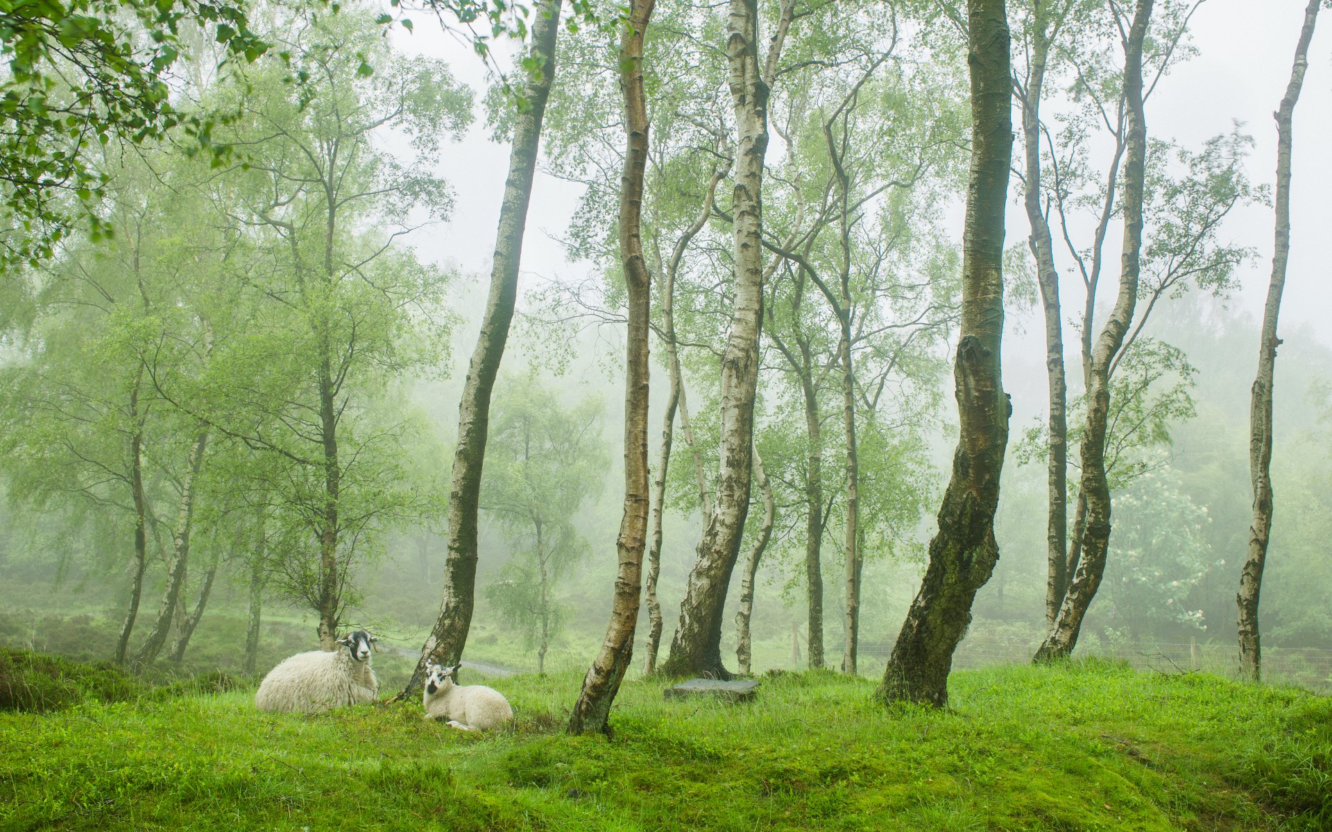 stanton moore peak district großbritannien frühling england land grün bäume schafe schafe nebel