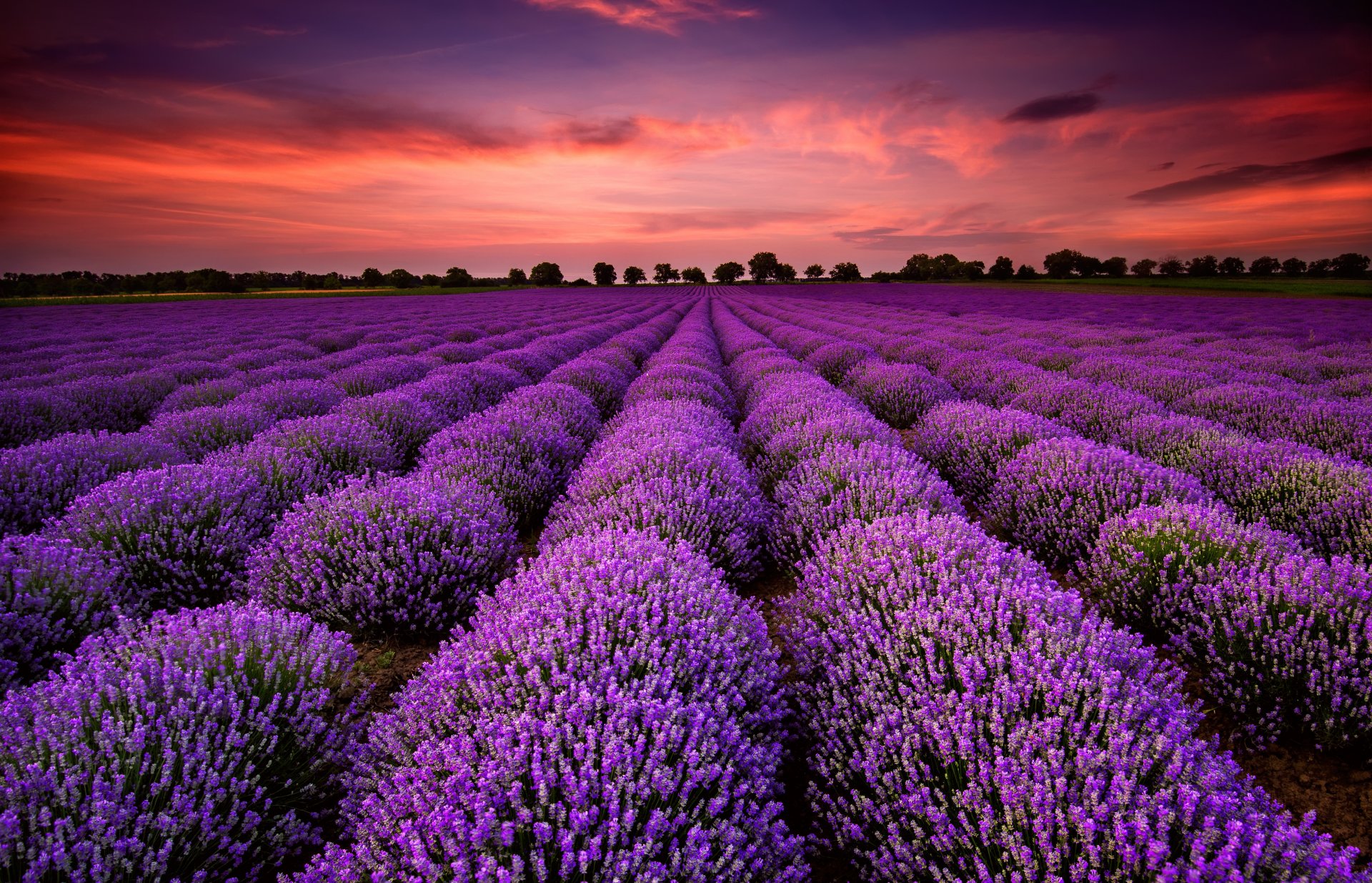 natur landschaft feld blumen lavendel