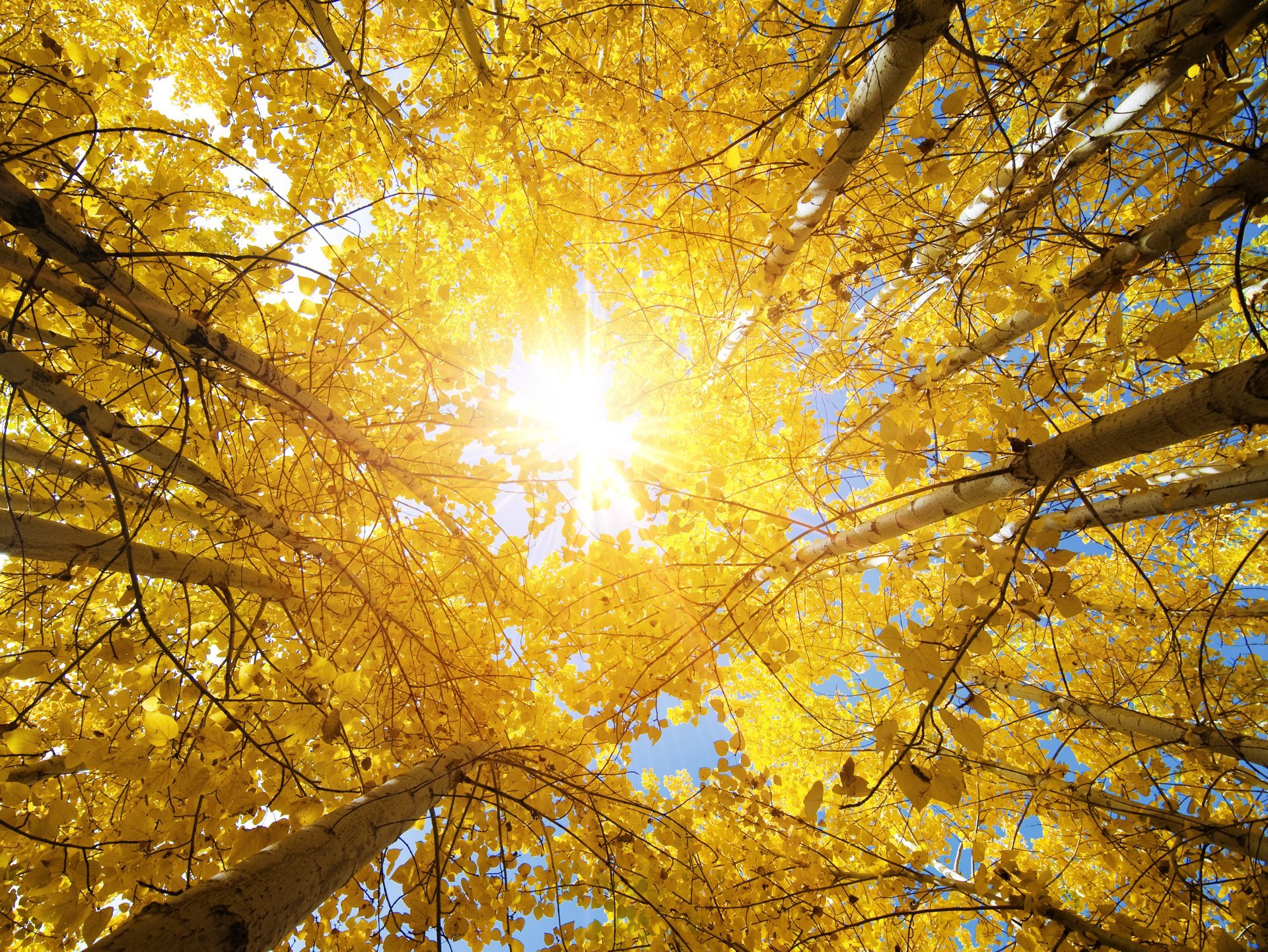 herbstbäume sonnenstrahlen blätter natur landschaft blick nach oben herbst espe indien schön herbst espe