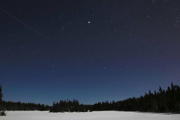 Klare Winternacht, Wald