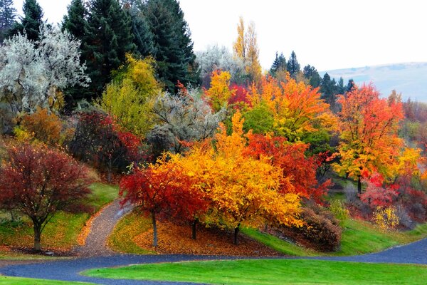 Herbstbäume mit fallenden Blättern im Park